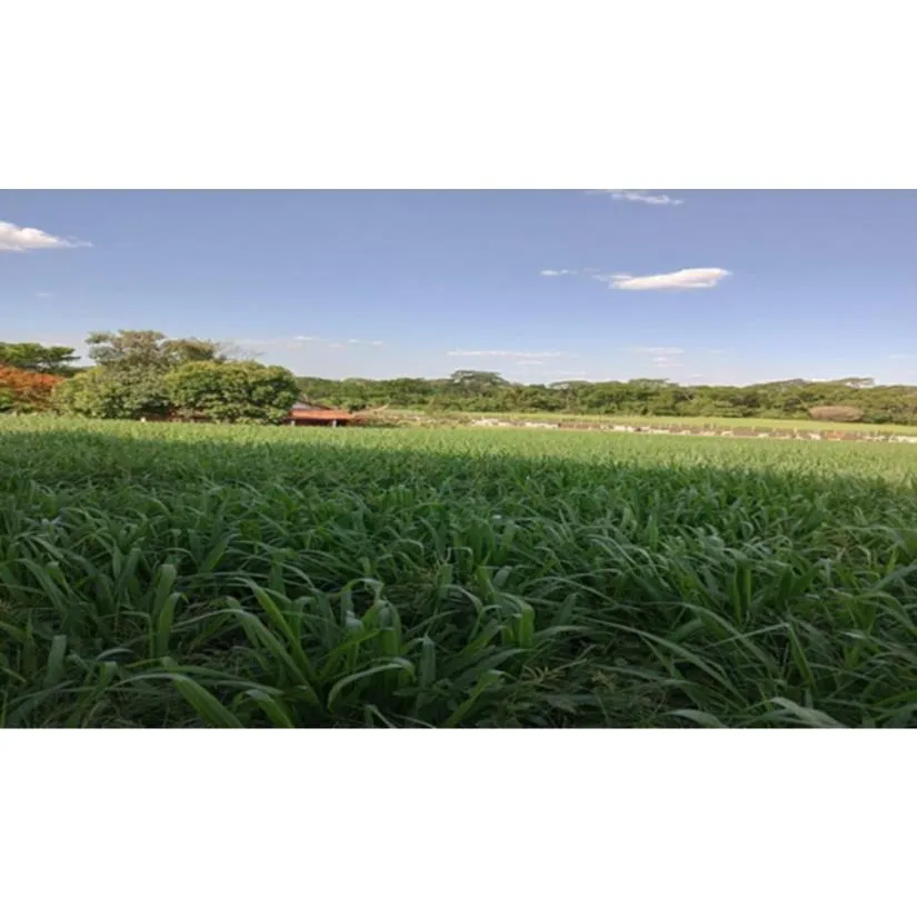 Rua Endereço somente para premium, N°0